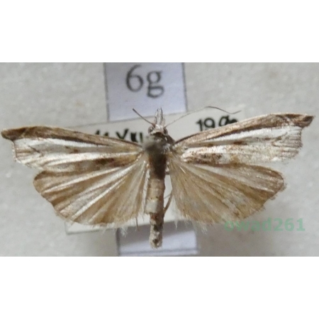 Agriphila inquinatella (Denis & Schiffermüller, 1775) Wachlarzyk śniadoszek Czech6g